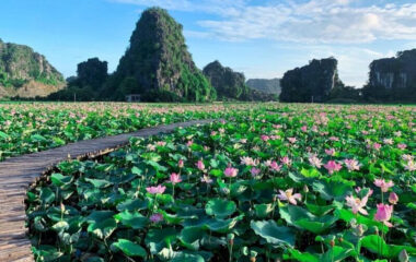 mua-sen-ninh-binh